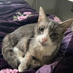 Daisy smith, American Shorthair, lost pet near Aloha, OR