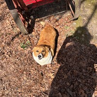 Lost Pet Image