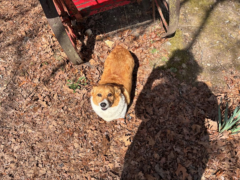 Pet Photo