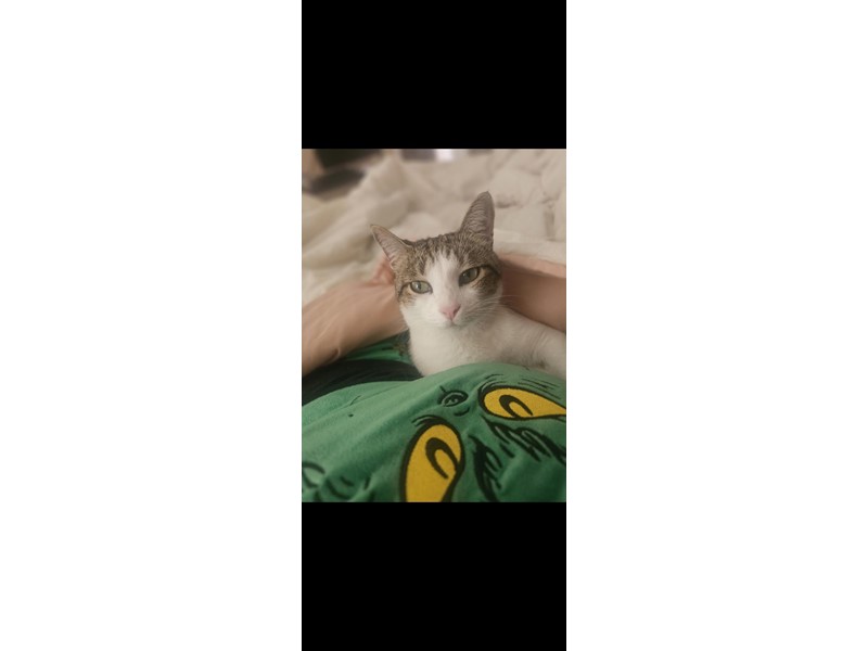 Pet Photo