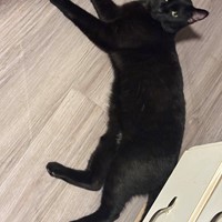 Lost Pet Image