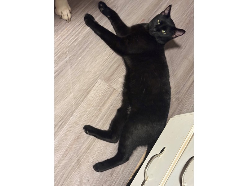 Pet Photo
