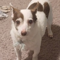 Lost Pet Image