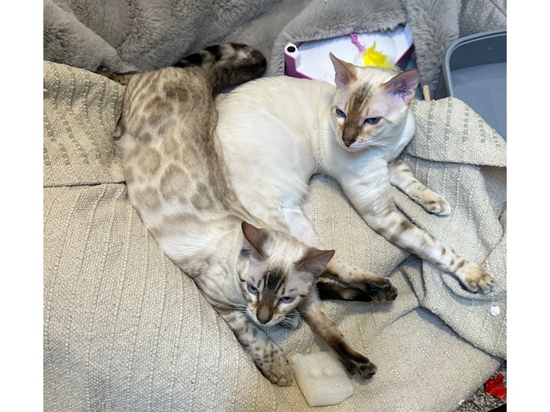 Pet Photo