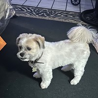 Lost Pet Image