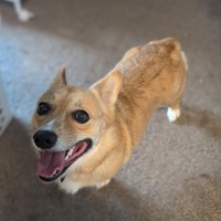 Lost Pet Image