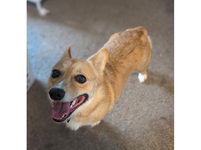Pet Photo