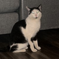 Lost Pet Image
