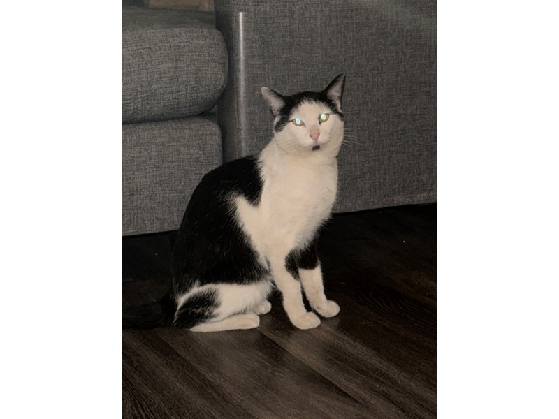 Pet Photo