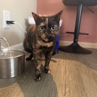 Lost Pet Image