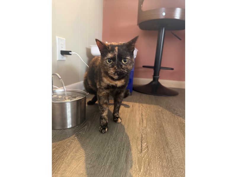 Pet Photo