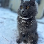 Kitty, Longhair Mix, lost pet near Aston, PA