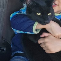Lost Pet Image
