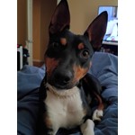 Sir Valentino (Val)