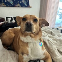 Lost Pet Image