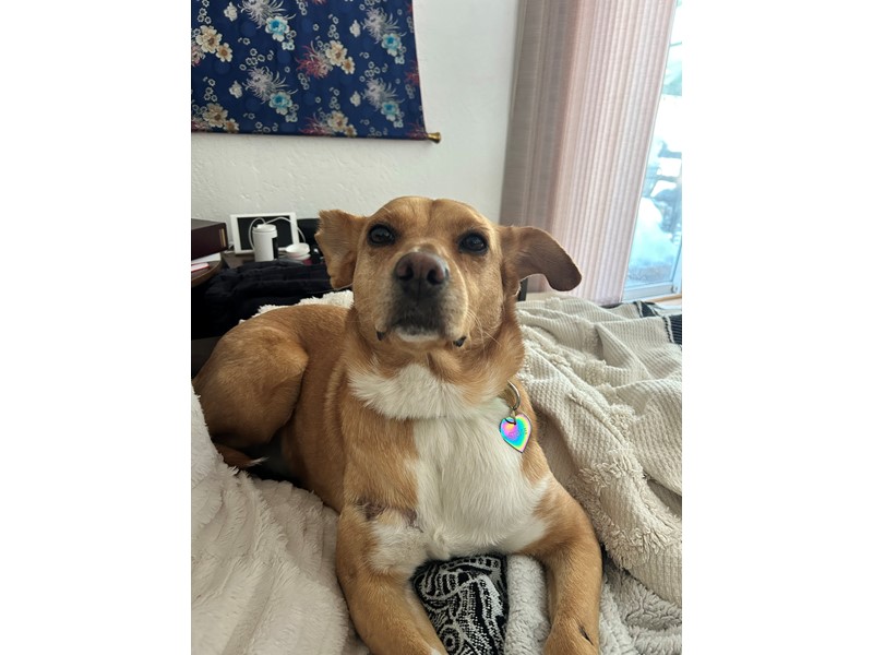 Pet Photo