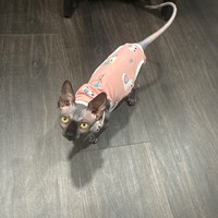 Lost Pet Image