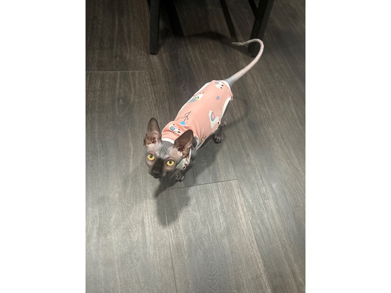 Pet Photo