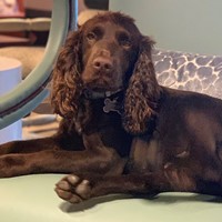 Lost Pet Image