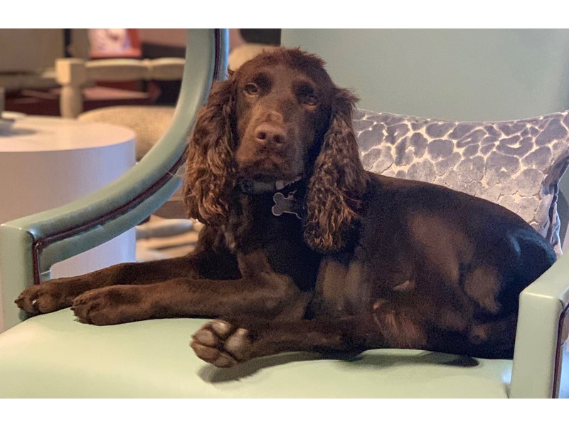 Pet Photo