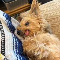 Lost Pet Image