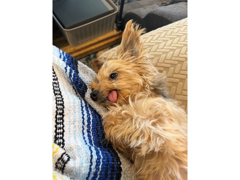 Pet Photo