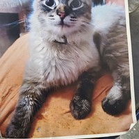 Lost Pet Image