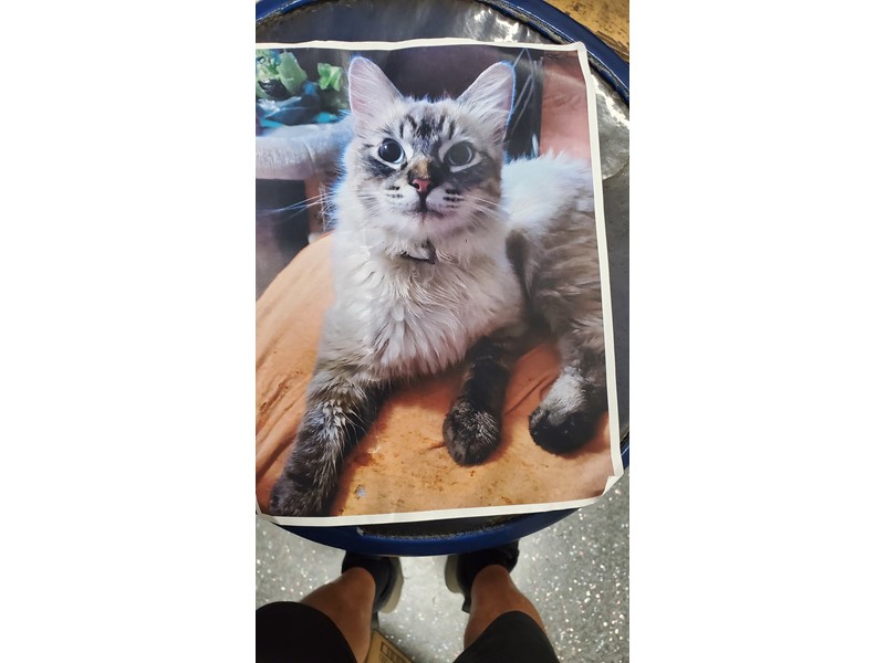 Pet Photo