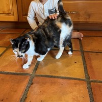 Lost Pet Image