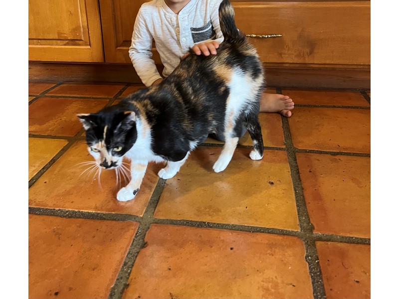 Pet Photo