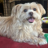 Lost Pet Image