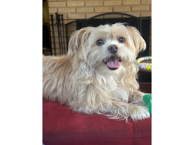 Pet Photo