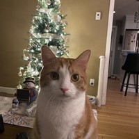 Lost Pet Image