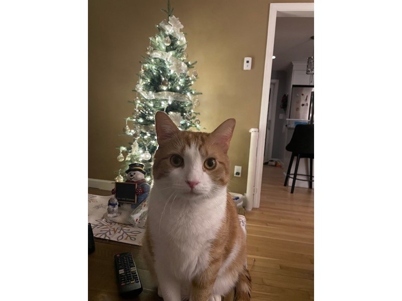 Pet Photo