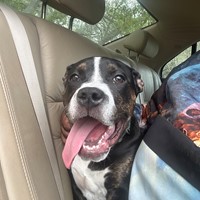 Lost Pet Image