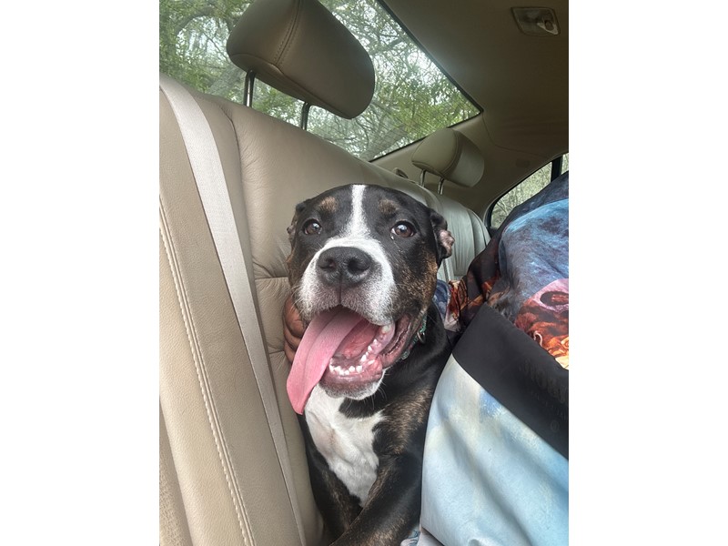 Pet Photo