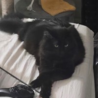 Lost Pet Image