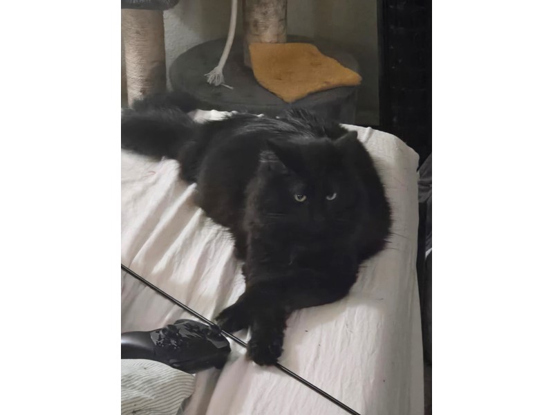 Pet Photo