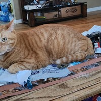 Lost Pet Image