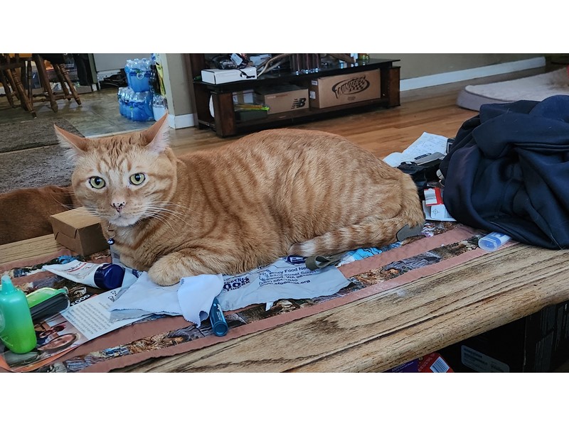 Pet Photo
