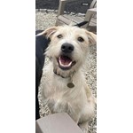 Winifred