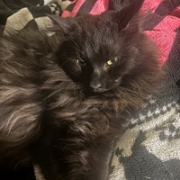 Lost Pet Image