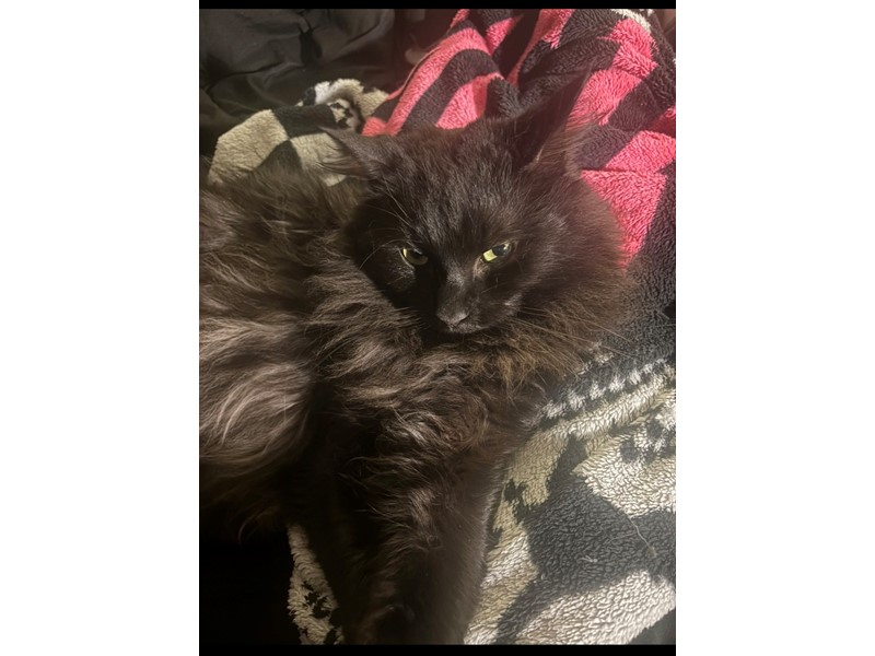 Pet Photo