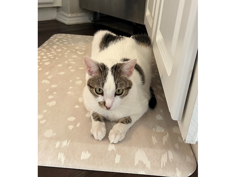 Pet Photo