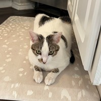 Lost Pet Image