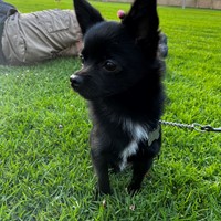 Lost Pet Image