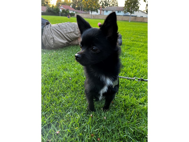 Pet Photo