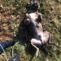 Lost Pet Image