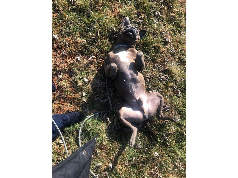 Pet Photo