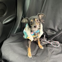 Lost Pet Image